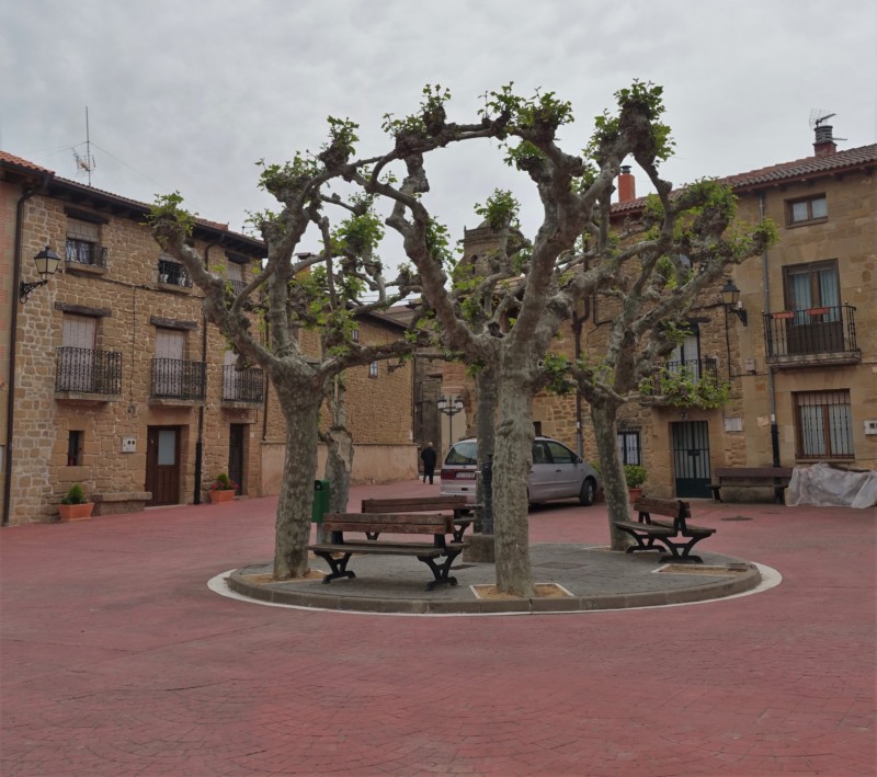 a tree in a courtyard