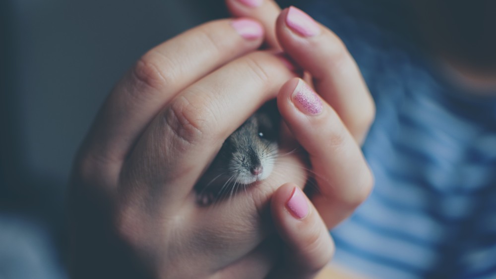 a person holding a mouse