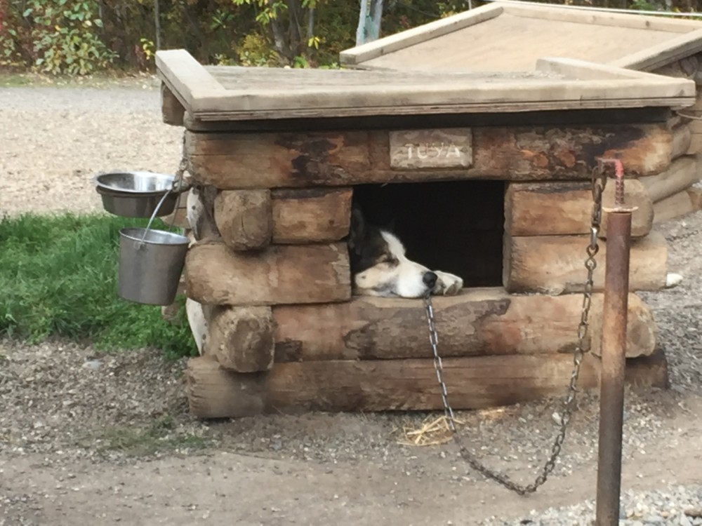 a dog lying in a dog house