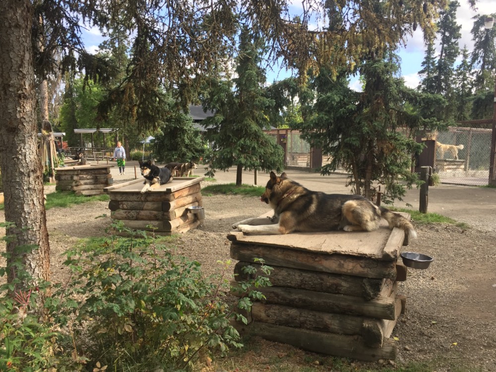dogs lying on logs in a park