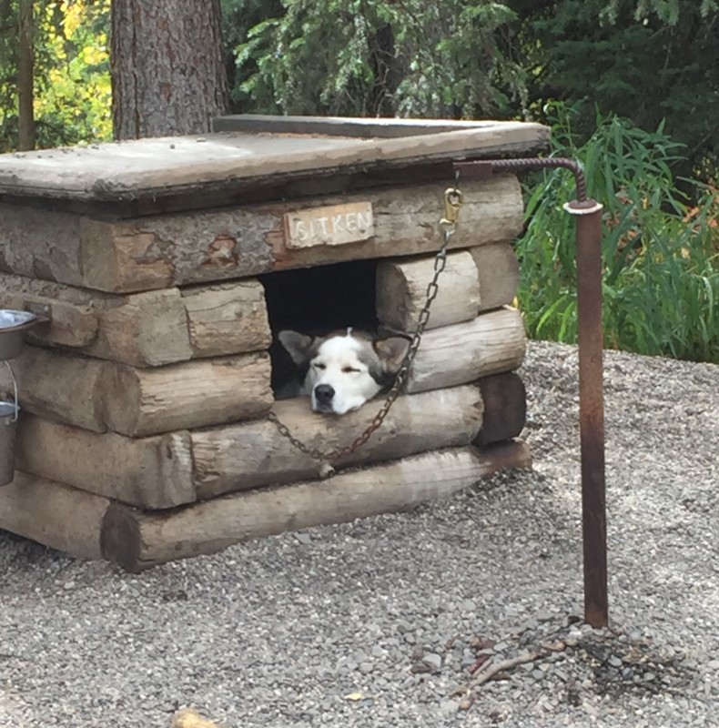 a dog lying in a dog house