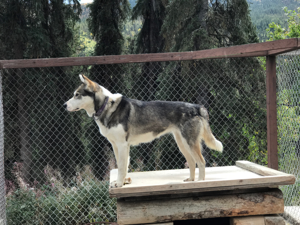 a dog standing on a wooden platform
