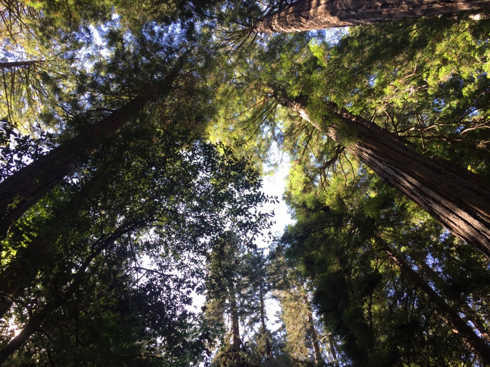looking up view of tall trees
