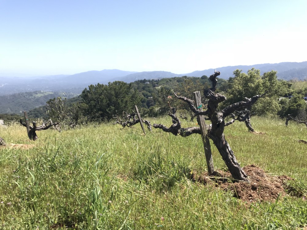 Ridge Vineyard historic vines